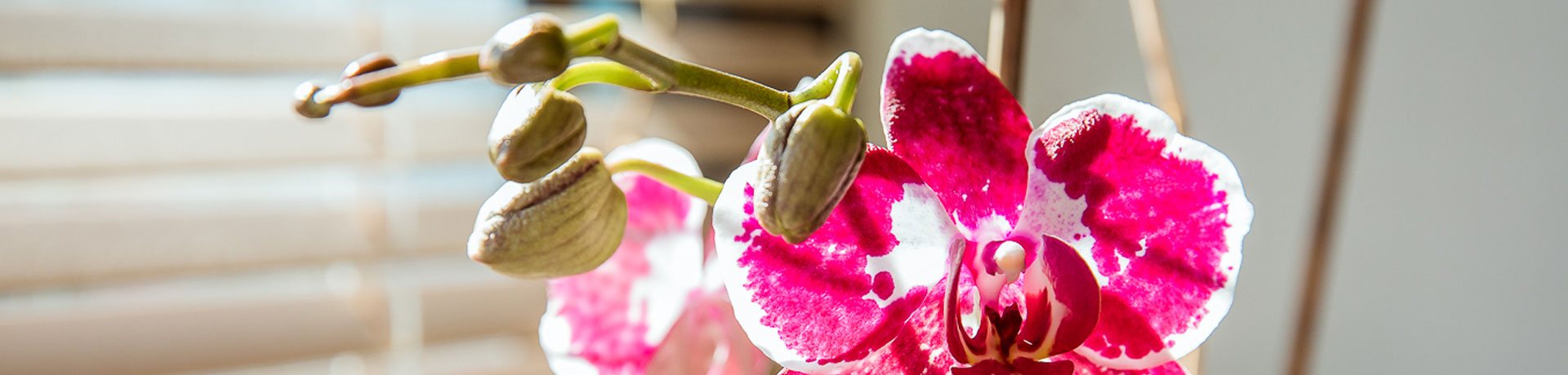 Orchidée rose et blanche en fleur avec boutons.