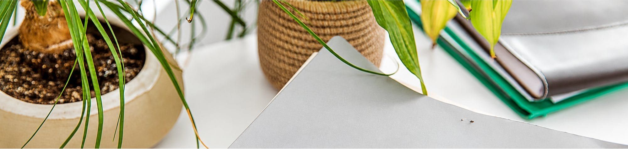 Plantes en pot et carnets sur une table blanche.
